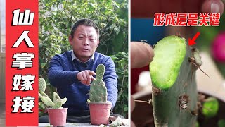 How to graft cactus and yellow palm? 18 years old flower farmer teaches you