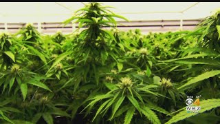 I-Team: People Struggling To Clear Old Marijuana Charges In Mass.