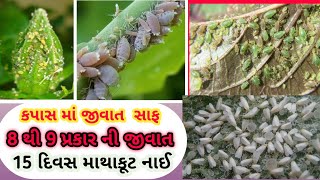 કપાસમાં જીવાત  l એક જ દવા બધી જીવાત  સાફ l kapash ma jivat saaf l ખેતી કા સાગર l