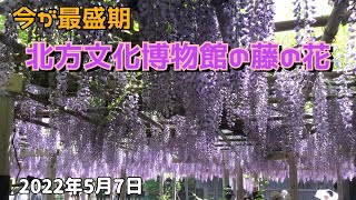 藤の花 最盛期の５月 北方文化博物館