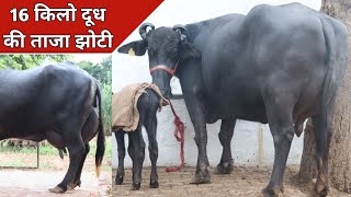 16 किलो दूध की ताजा झोटी, बिक्री के लिए उपलब्ध | Sangwan Dairy Farm (8930569901)