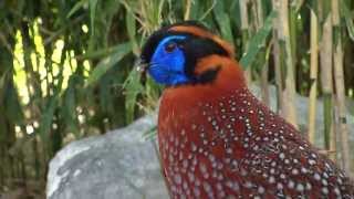 Finding Patterns at the Zoo | ArtQuest | NPT