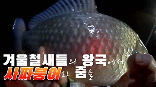 [비바 스피돔]_겨울철새들의 왕국,  땅끝마을에서 붕어들과 춤을