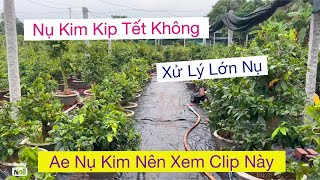 28/10al nụ kim kịp Tết không…xử lý mai lớn nụ