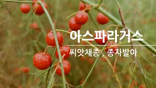 아스파라거스 씨앗 종자채취