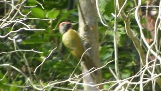 アオゲラ！「わんこひろば」（広島県緑化センター）から撮影！～野鳥観察　1522