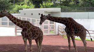 #動物　#キリン　#Giraffe    #多摩動物公園　#東京都日野市　2022. 8.14