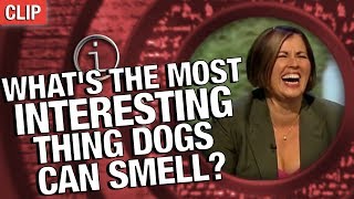 QI | What's The Most Interesting Thing Dogs Can Smell?