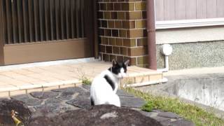 野良猫親子　餌を食べる母猫