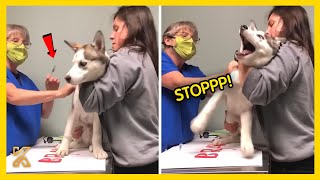 🐕 🎥 The most DRAMATIC DOG on the planet 🤣 Funny Dog Videos 2024