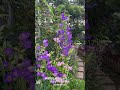 【hd動画】2024年6月13日 紫陽花が色付いて来ました。 flowers garden 癒し 自然 naturelovers 薔薇は美しく散る ばらの花 rosegarden