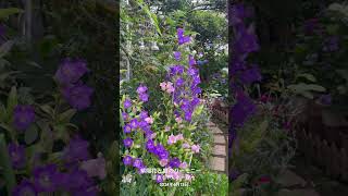 【HD動画】2024年6月13日  紫陽花が色付いて来ました。 #flowers #garden #癒し#自然 #naturelovers #薔薇は美しく散る #ばらの花 #rosegarden