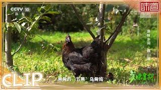 梨树下长大的乌骨鸡 身手矫健 肉质肥美《味道》20220825 | 美食中国 Tasty China