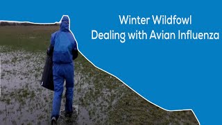 WINTER WILDFOWL - Dealing with Avian Influenza