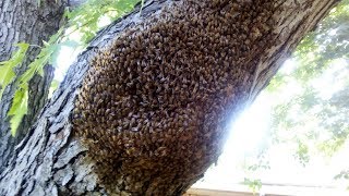 Honeybee Removal - Forced Abscond from a Tree - Harmony Hollow (read notes below)