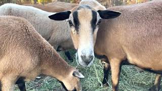 Introducing our breeding ram for 2023 lambs, barbados black belly sheep blackbelly heritage sheep