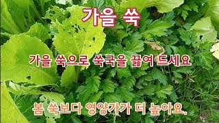 가을 쑥. 가을 쑥으로 쑥국을 끓여 드세요. 봄 쑥보다 향이 강하고 영양가도 더 높아요.