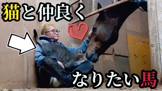 猫と友達になりたい馬。優しい目をした馬と少しビビりながらも馬に近づく小さな猫様が可愛い過ぎました。【ツルマルボーイ様のシモべ】