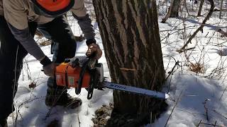 Stihl 660 cutting Popple tree