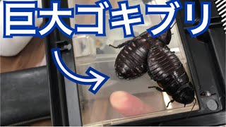 マダガスカル産のオオゴキブリをもらったよ！