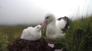 Tristan Albatross chick begging for food