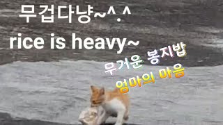 먹이를 입에 물고 나르는 새끼고양이와 어미고양이 #shorts