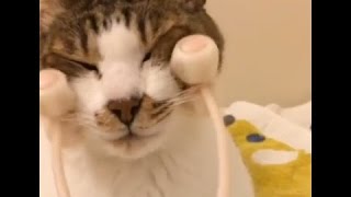 猫の顔面を小顔ローラーでゴロゴロして癒されてみた【悔しいけどかわいい..】