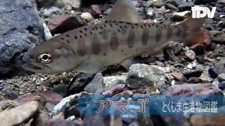 アマゴ　とくしま生き物図鑑