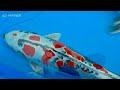 Largest Koi Show on Earth | Holland Koi Show 2019