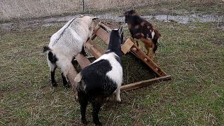 DIY Goat Play Ramp