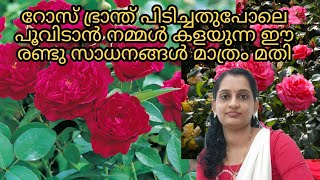 #റോസ് ചെടികൾ ഭ്രാന്ത് പിടിച്ചു പൂക്കാൻ ഇത് മാത്രം മതി |chedikal poovidaan |chedi pookkan |rose flowe