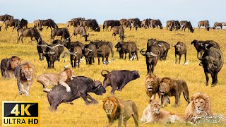 4K African Wildlife: Tankwa Karoo National Park - One of Africa's most iconic wildlife destinations