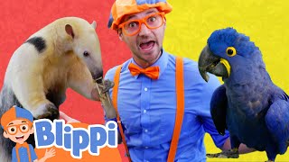 Blippi Learns about Animals and Colors at the Zoo | Blippi - Learn Colors and Science