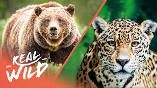 How Grizzly Bears & Jaguars Survive The Harsh Realities Of The Wild | Wild Relations | Real Wild