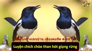 เสียงนกกางเขนบ้าน เสียงคมชัด ต่อเข้าไว/Tiếng chích chòe than giọng rừng