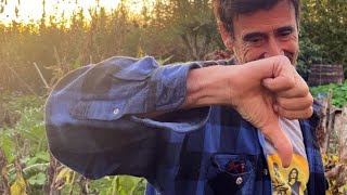 Plantes compagnes et cultures associées : Foutez-nous la paix !