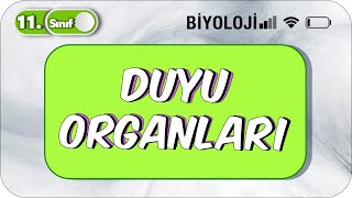 Duyu Organları | Tek Videoda Anlatım | 11. Sınıf Biyoloji  #2023