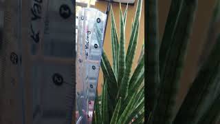 Watch out! It is sharp! | Sansevieria francisii growing slow but can go up to 60cm and more #shorts