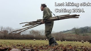 Hiking stick harvesting in the countryside  hedgerow. last stick cutting of 2024.