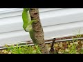 2 male anoles at standoff