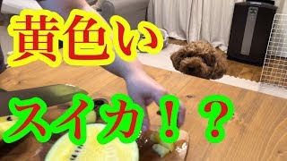 黄色いスイカ！？美味いの！？ふたりも試食！【トイプードルそぼろ＆ニコ】