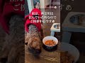 wag s 413 kitchenお食事中🐶 犬 ショート ドッグカフェ