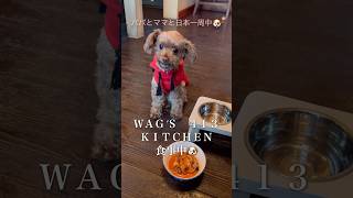 WAG'S 413 KITCHENお食事中🐶 #犬 #ショート #ドッグカフェ