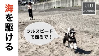 浜辺を爽快に走る愛犬【ミニチュアシュナウザー】