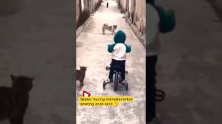 Seekor kucing menyelamatkan anak kecil dari kejaran anjing 😮 #shorts #viral #hewan