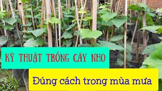 Phần 1: Quy trình xử lý cây nho khi mới về đúng cách và những lưu ý quan trọng khi trồng cây nho con