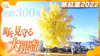 【旅紅葉2022】樹齢300年 境内にそびえ立つ金色の大銀杏 ～和歌山県・丹生酒殿神社～