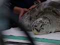 Turtle Recovers From Surgery After Eating Coins