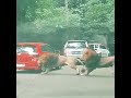 Two fighting huge lions rammed into tourist car #shorts #two #fighting #lions #rammed #tourist #car