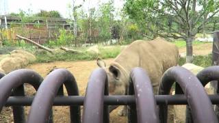 #4 Oct 2015 Black Rhino at Zoorasia Zoological garden, Kanagawa, Japan